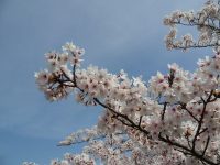 桜がきれいに咲いています03