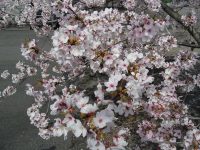 桜がきれいに咲いています02